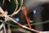 287411 – Photo : Yvon JACQUES – Vietnam